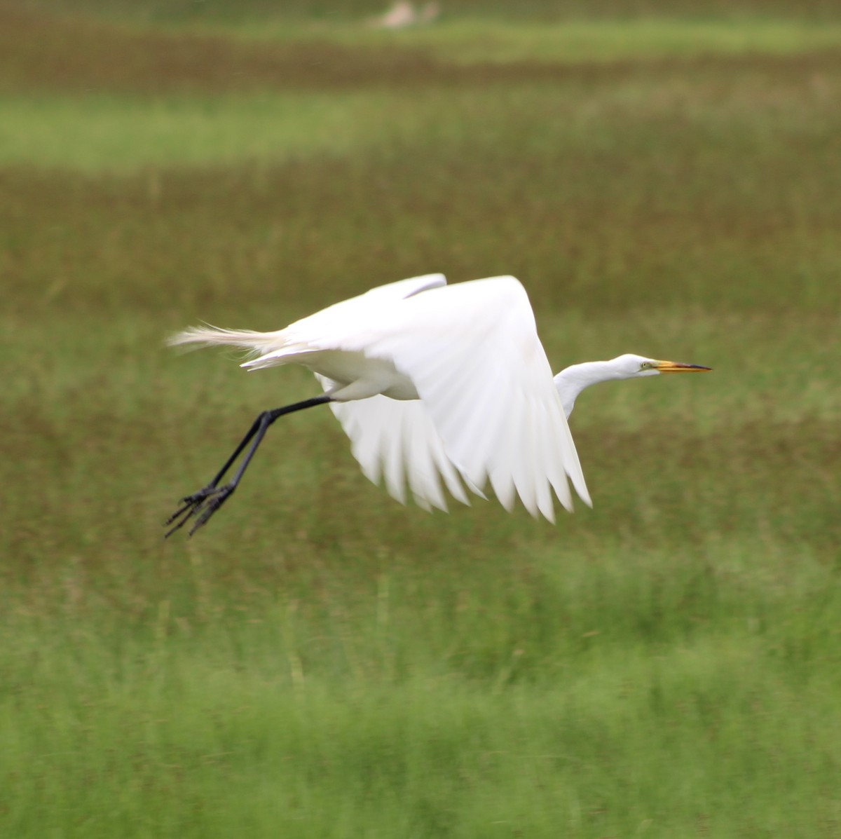 Great Egret - ML638245400