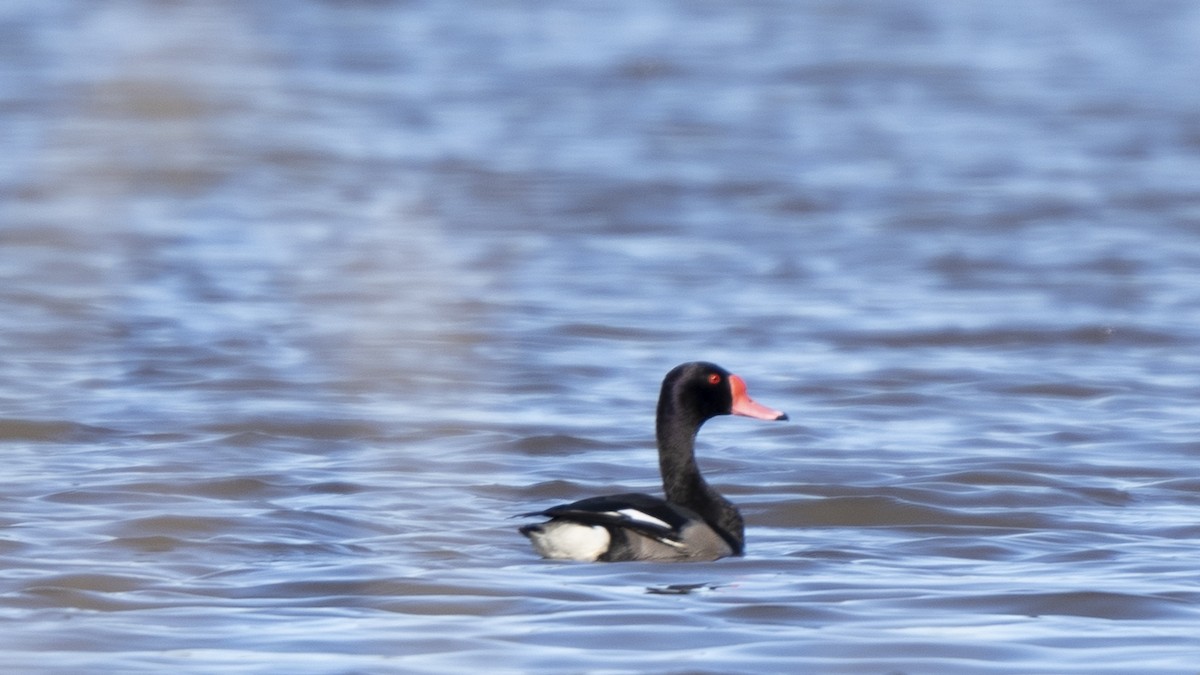 Rosy-billed Pochard - ML638245401