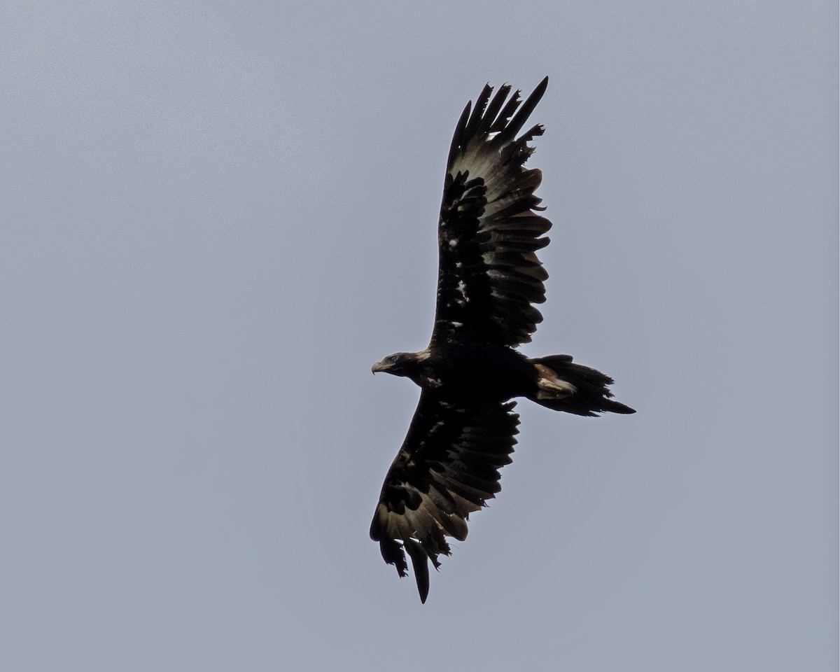 Wedge-tailed Eagle - ML638245408