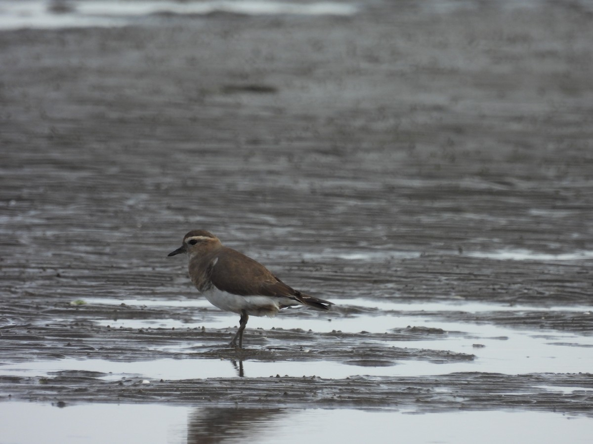 Rufous-chested Dotterel - ML638245410