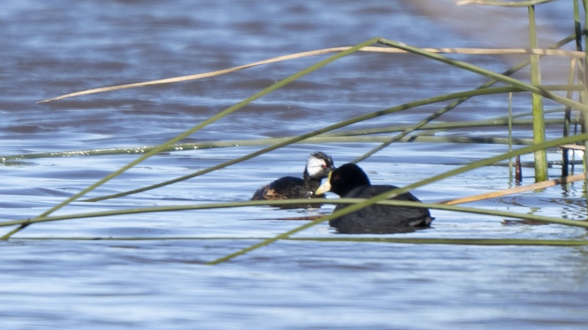 White-winged Coot - ML638245421