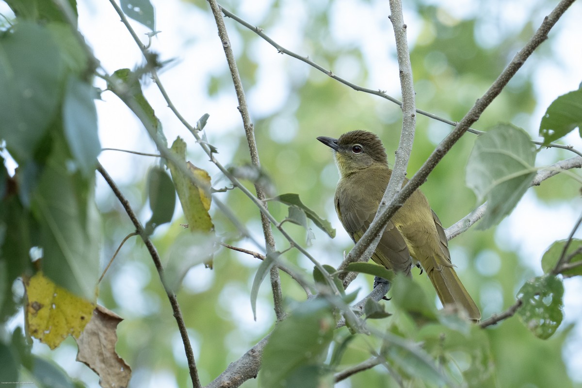 Yellow-bellied Greenbul - ML638245457