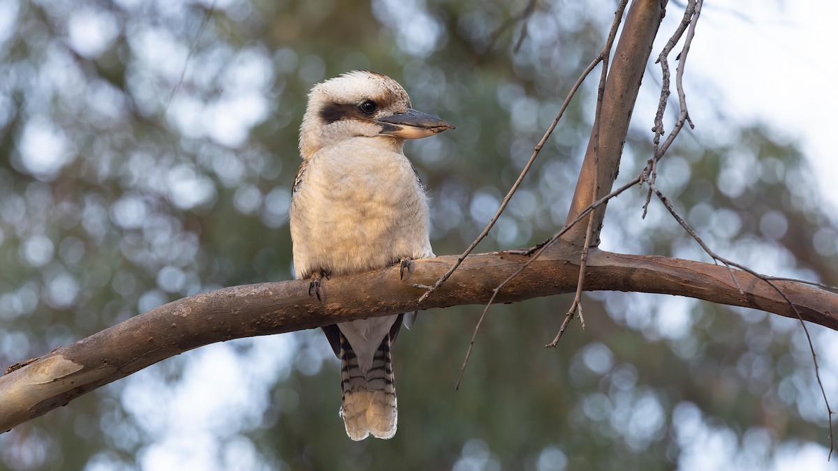 Laughing Kookaburra - ML638245462