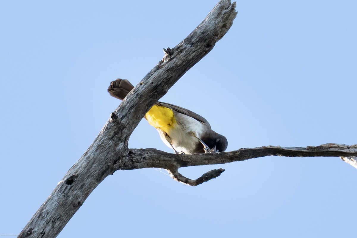 Common Bulbul (Dark-capped) - ML638245463