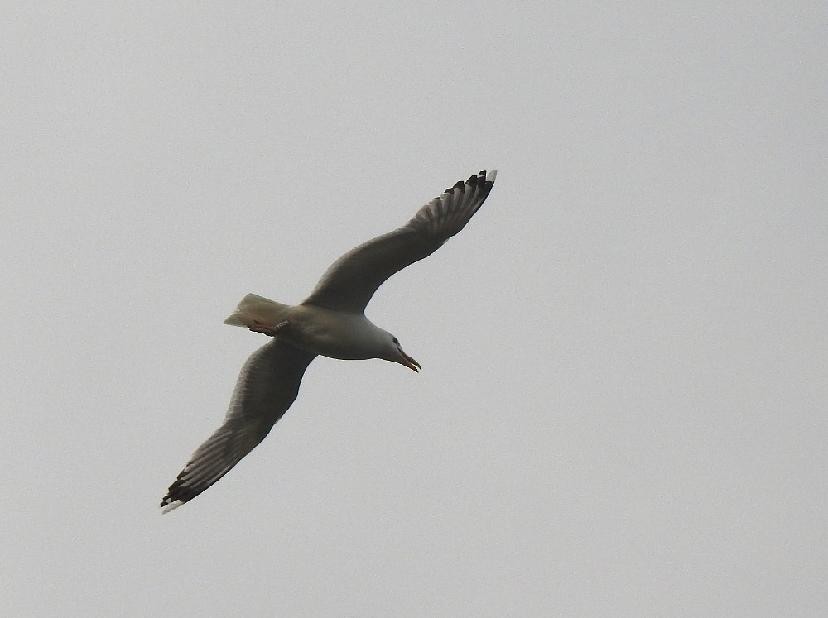 Caspian Gull - ML638245485