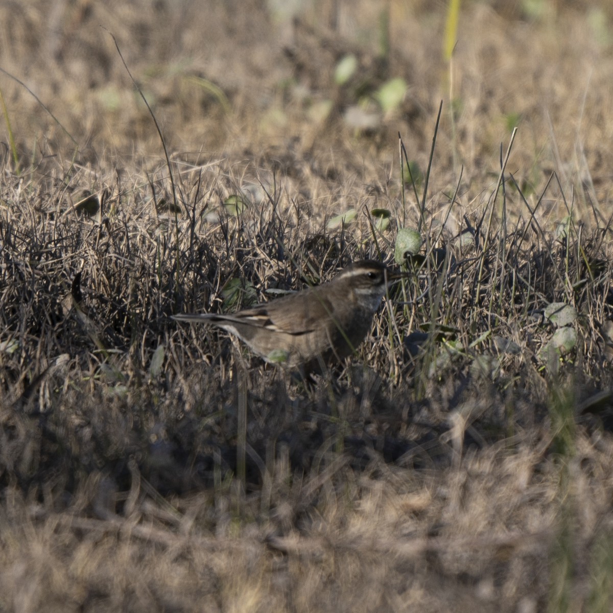 Buff-winged Cinclodes - ML638245502