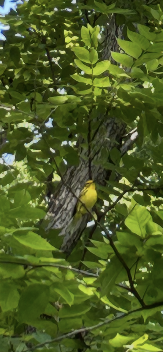 Prairie Warbler - ML638245503
