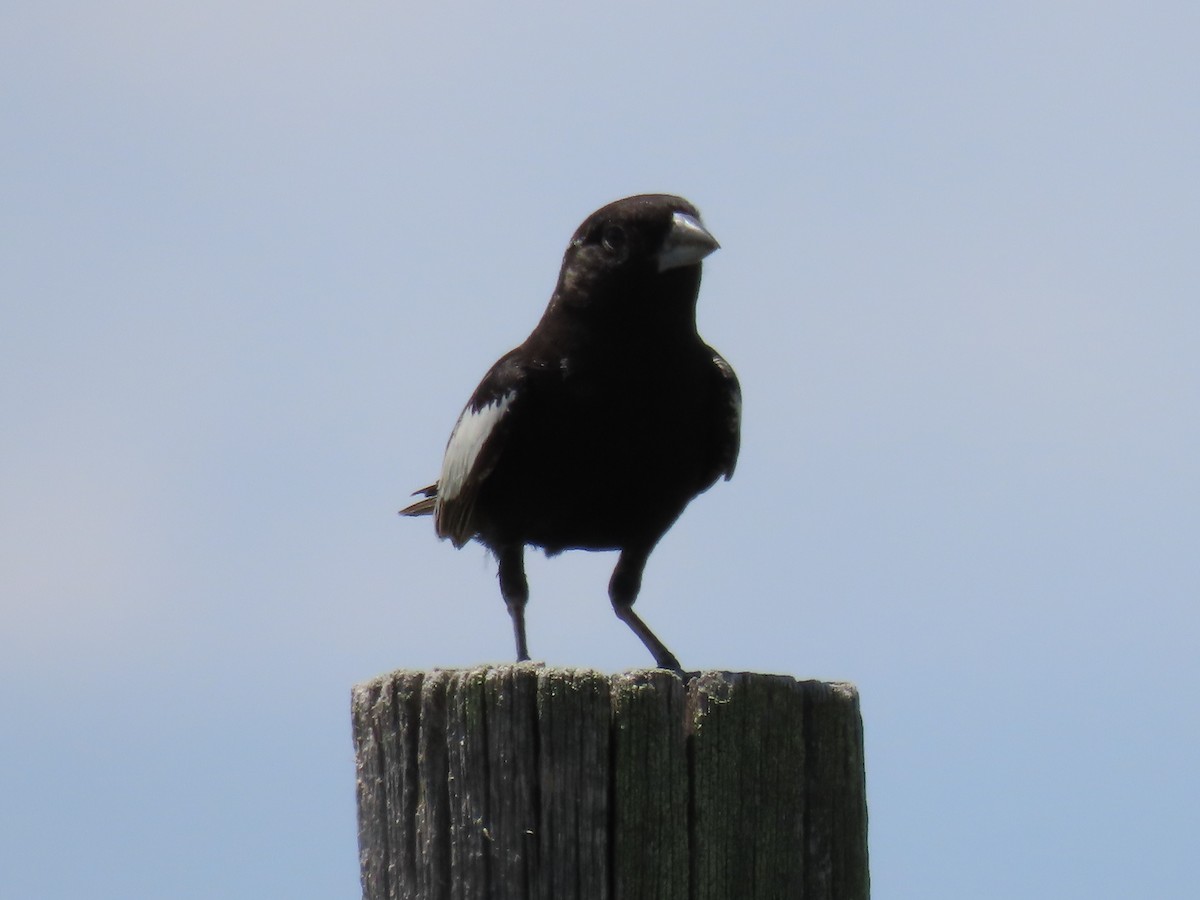 Lark Bunting - ML638245530