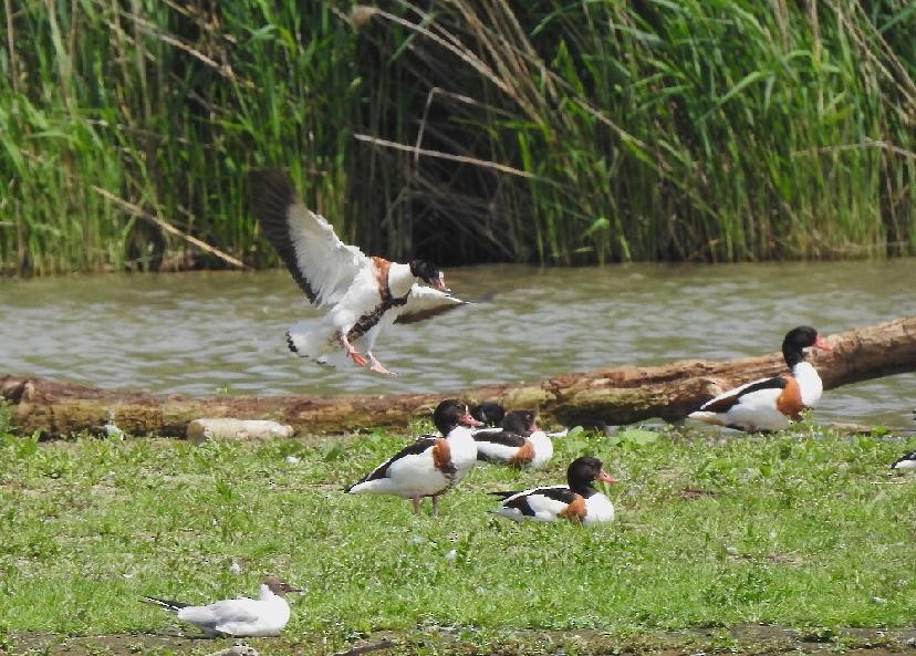 Common Shelduck - ML638245534
