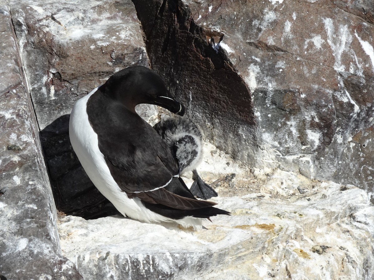 Razorbill - ML638245546
