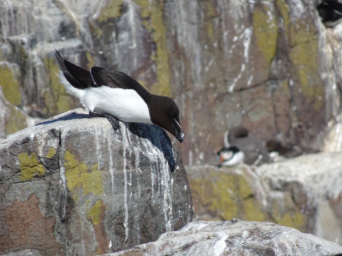 Razorbill - ML638245547