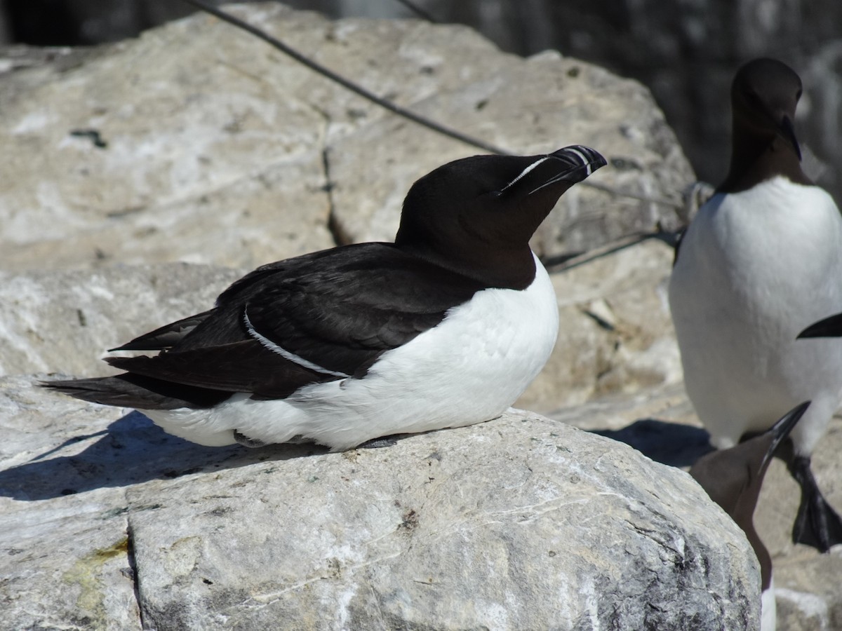 Razorbill - ML638245548