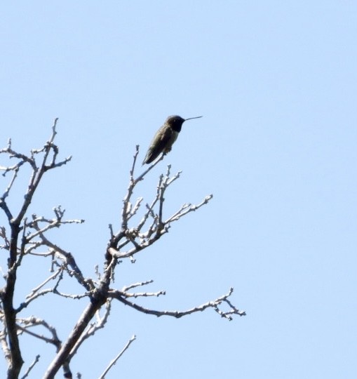 Black-chinned Hummingbird - ML638245549