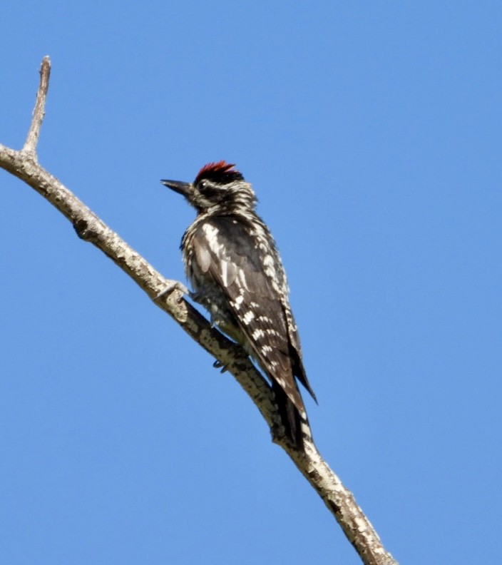 Red-naped Sapsucker - ML638245551