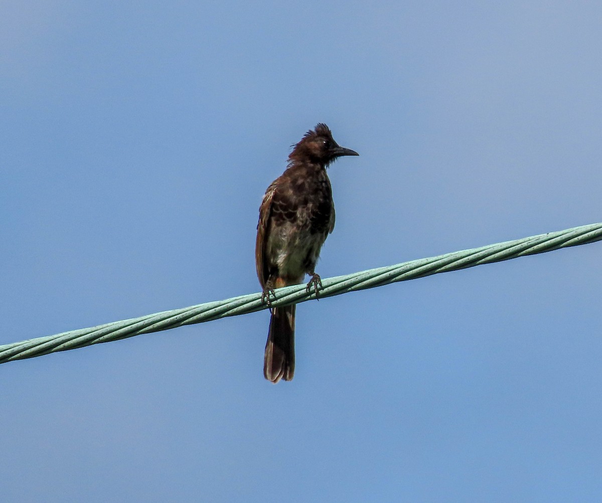 Red-vented Bulbul - ML638245552