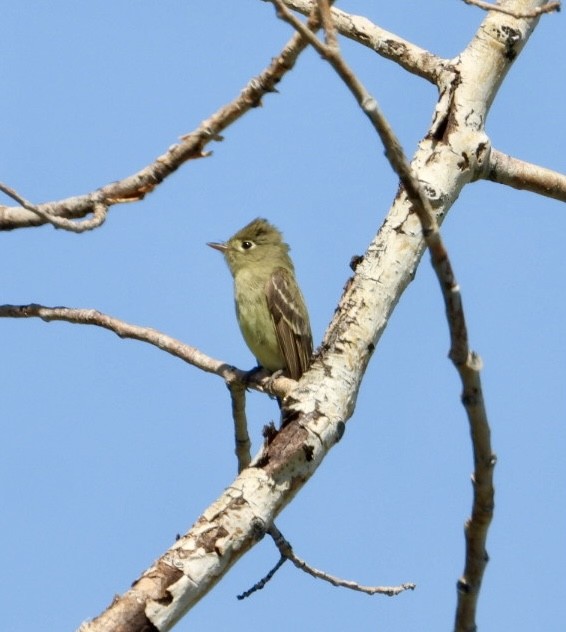 Western Flycatcher - ML638245557