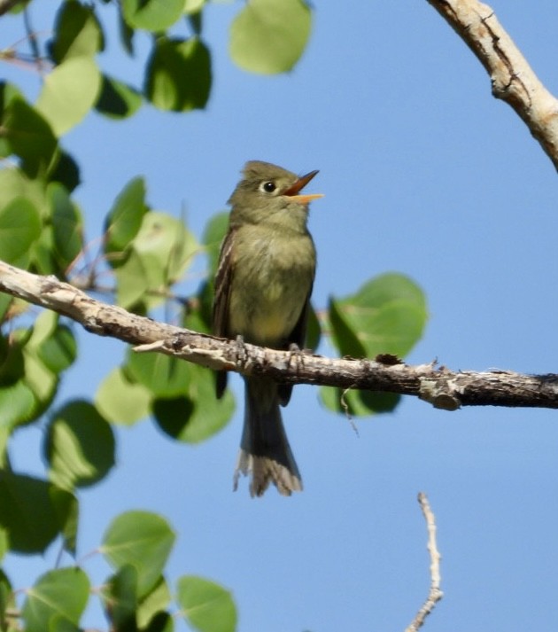 Western Flycatcher - ML638245558