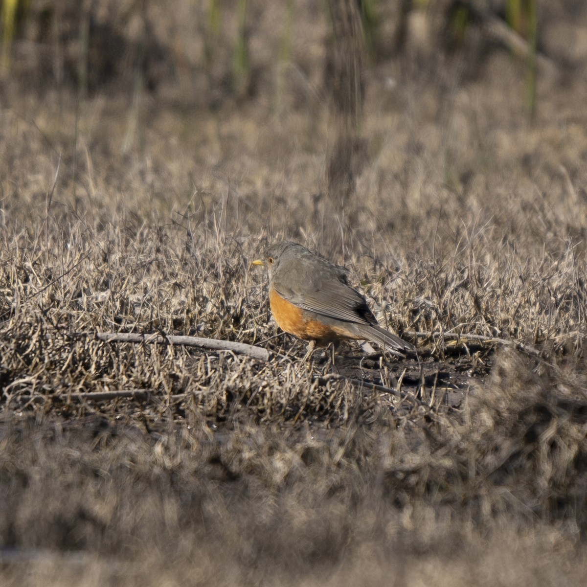 Rufous-bellied Thrush - ML638245560