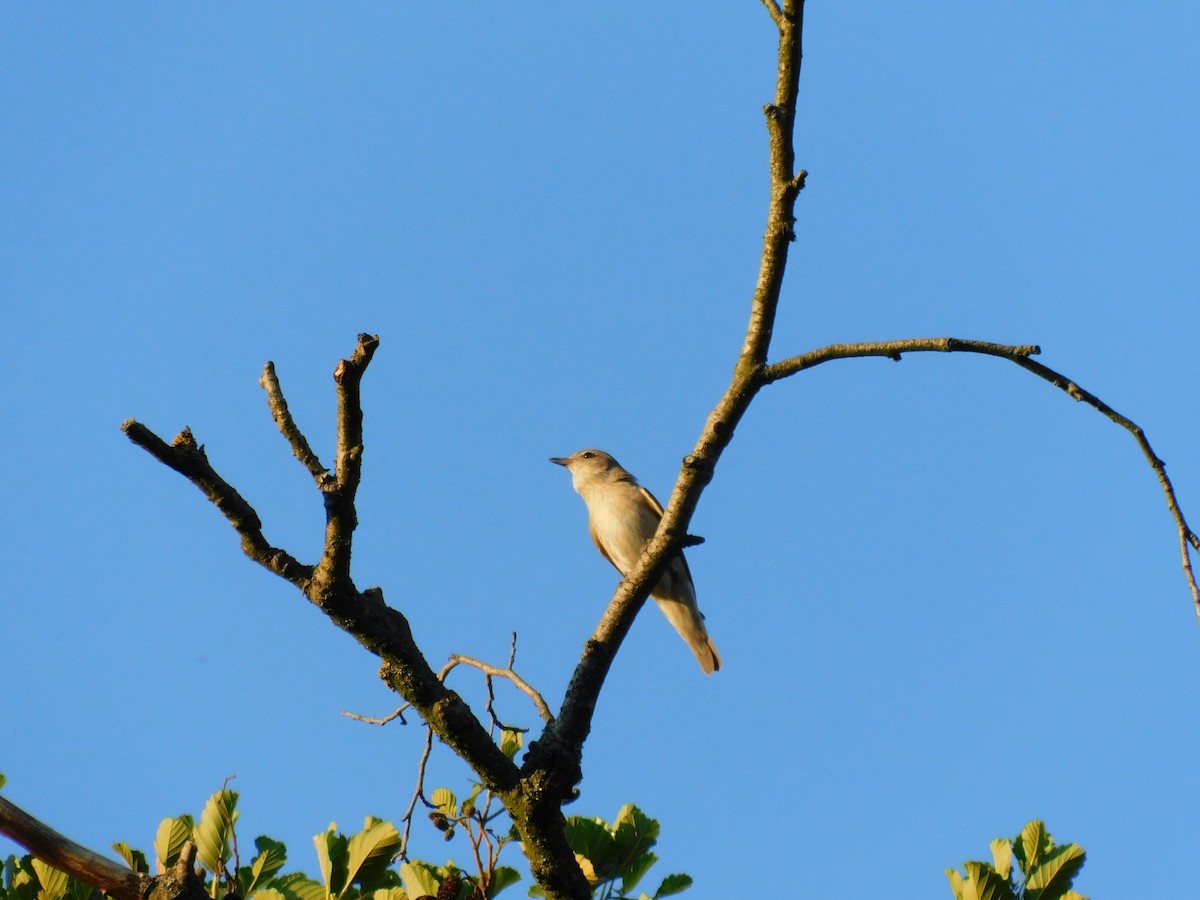 Garden Warbler - ML638245563