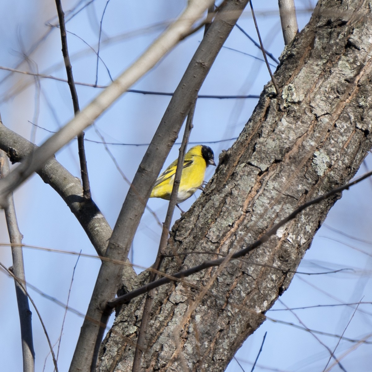 Hooded Siskin - ML638245568