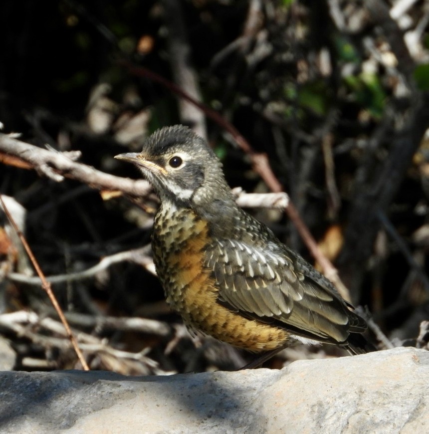 American Robin - ML638245569
