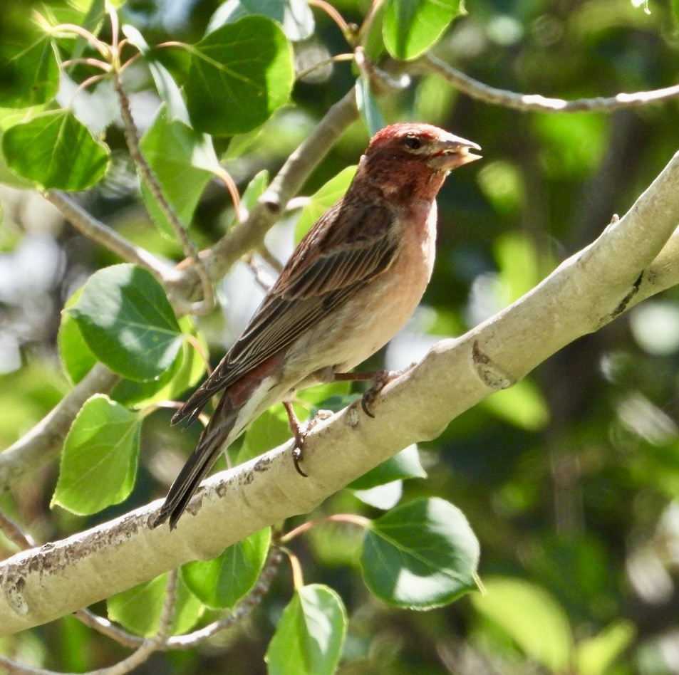 Cassin's Finch - ML638245575
