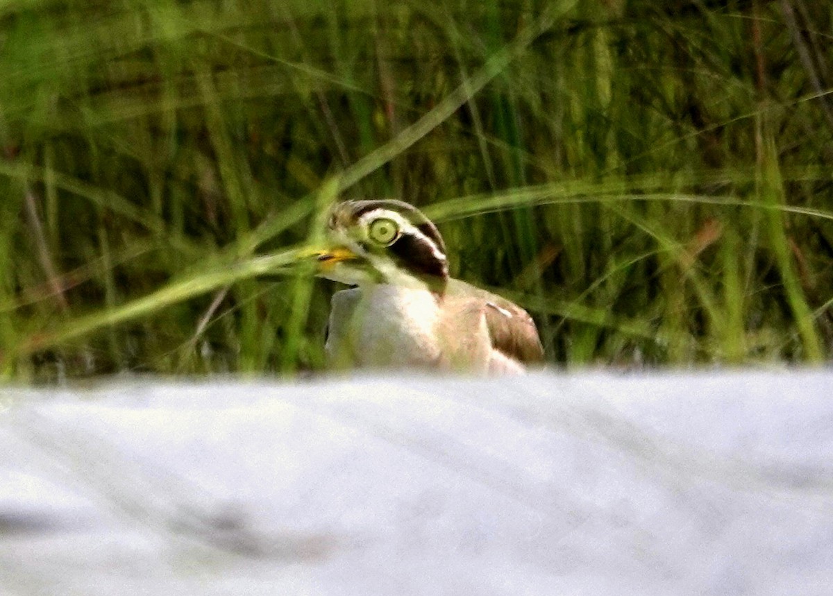 Great Thick-knee - ML638245576