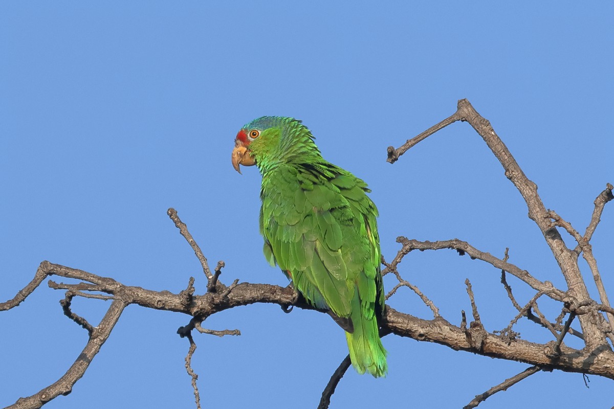 Red-crowned Amazon - ML638245586