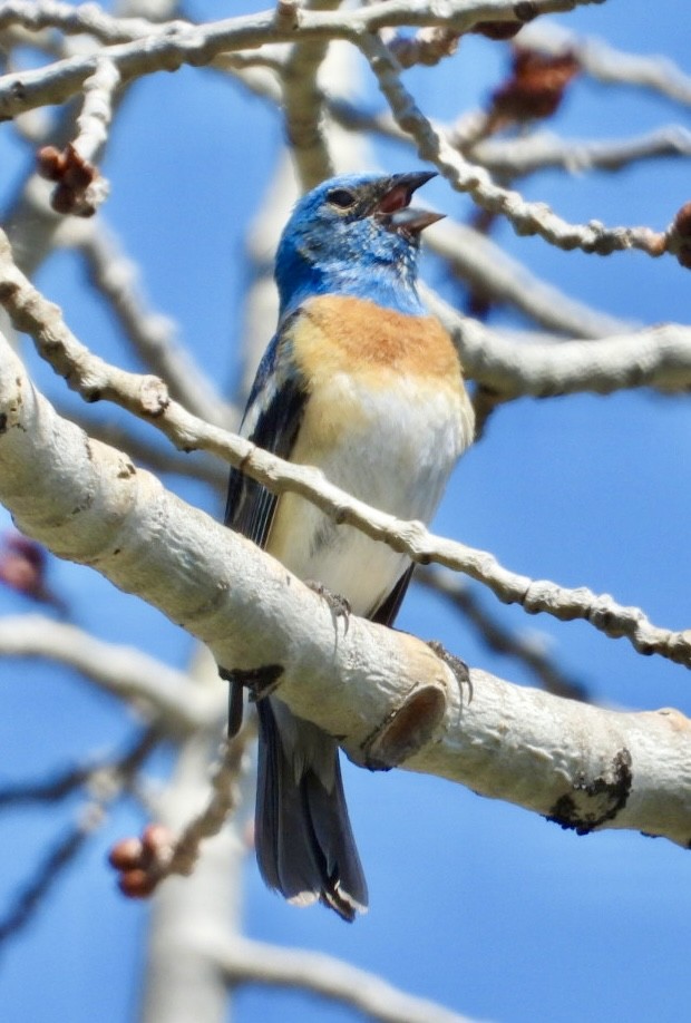 Lazuli Bunting - ML638245587