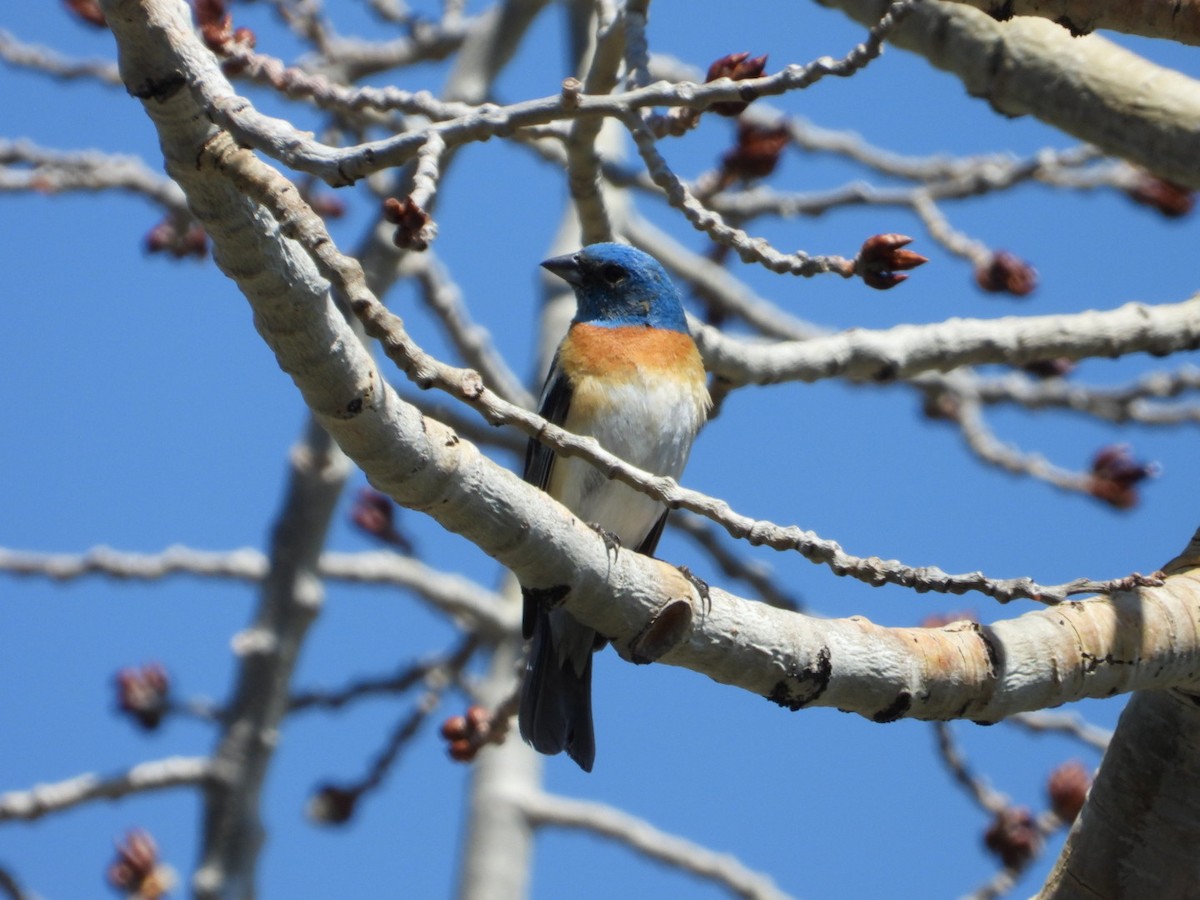 Lazuli Bunting - ML638245588