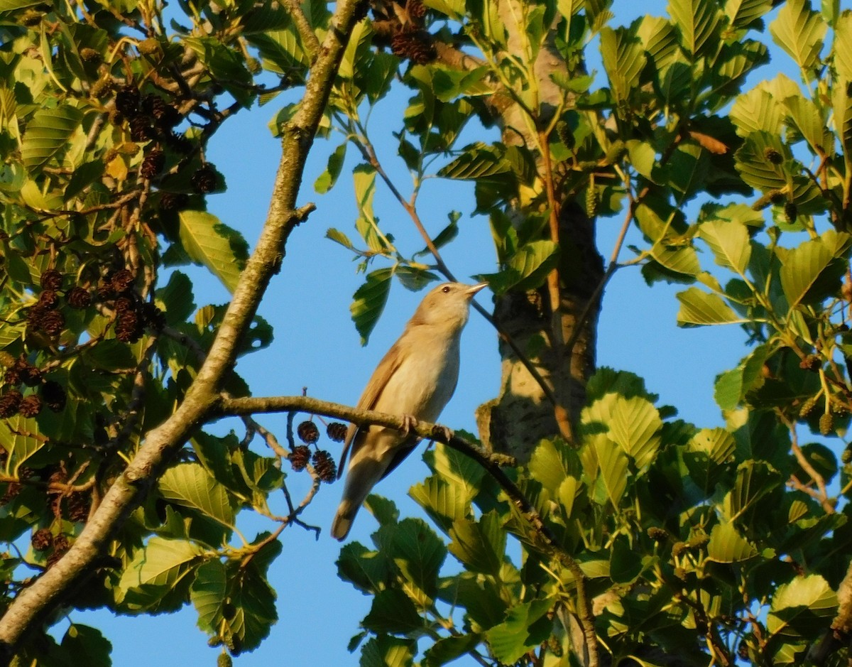 Garden Warbler - ML638245591