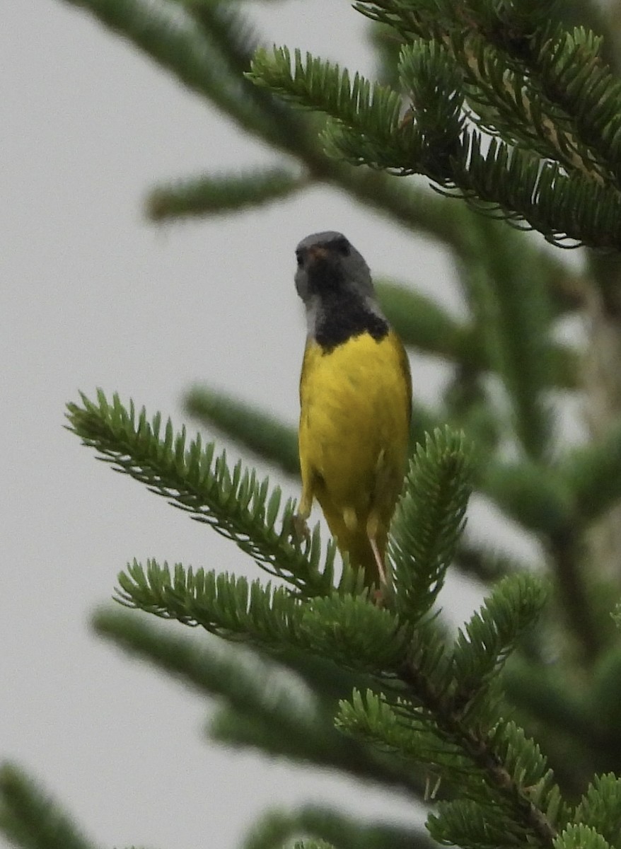 Mourning Warbler - ML638245593