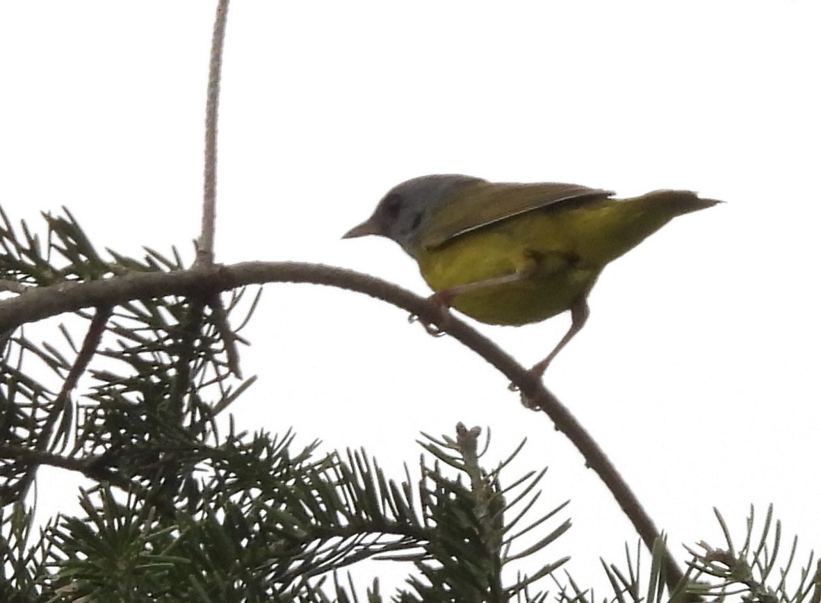 Mourning Warbler - ML638245594