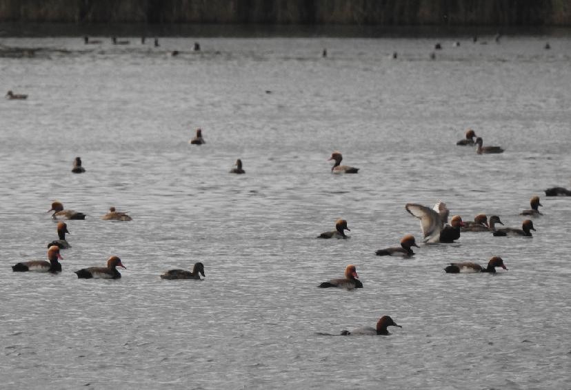 Red-crested Pochard - ML638245607