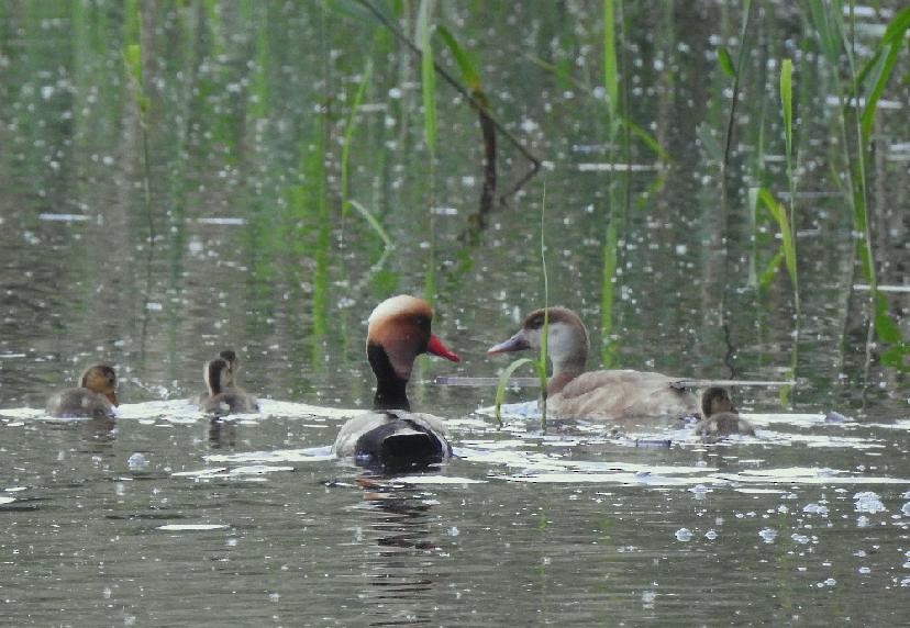 Red-crested Pochard - ML638245608
