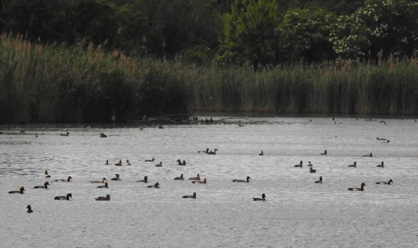 Red-crested Pochard - ML638245609