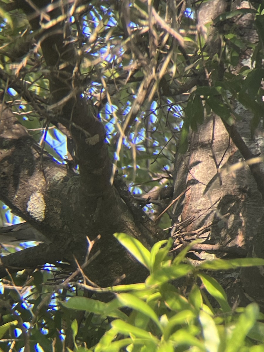 Eurasian Collared-Dove - ML638245629