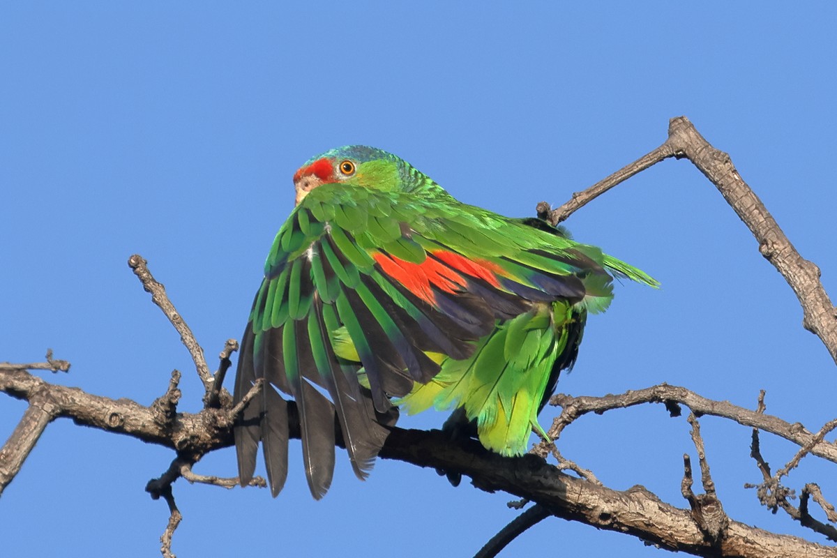 Red-crowned Amazon - ML638245649