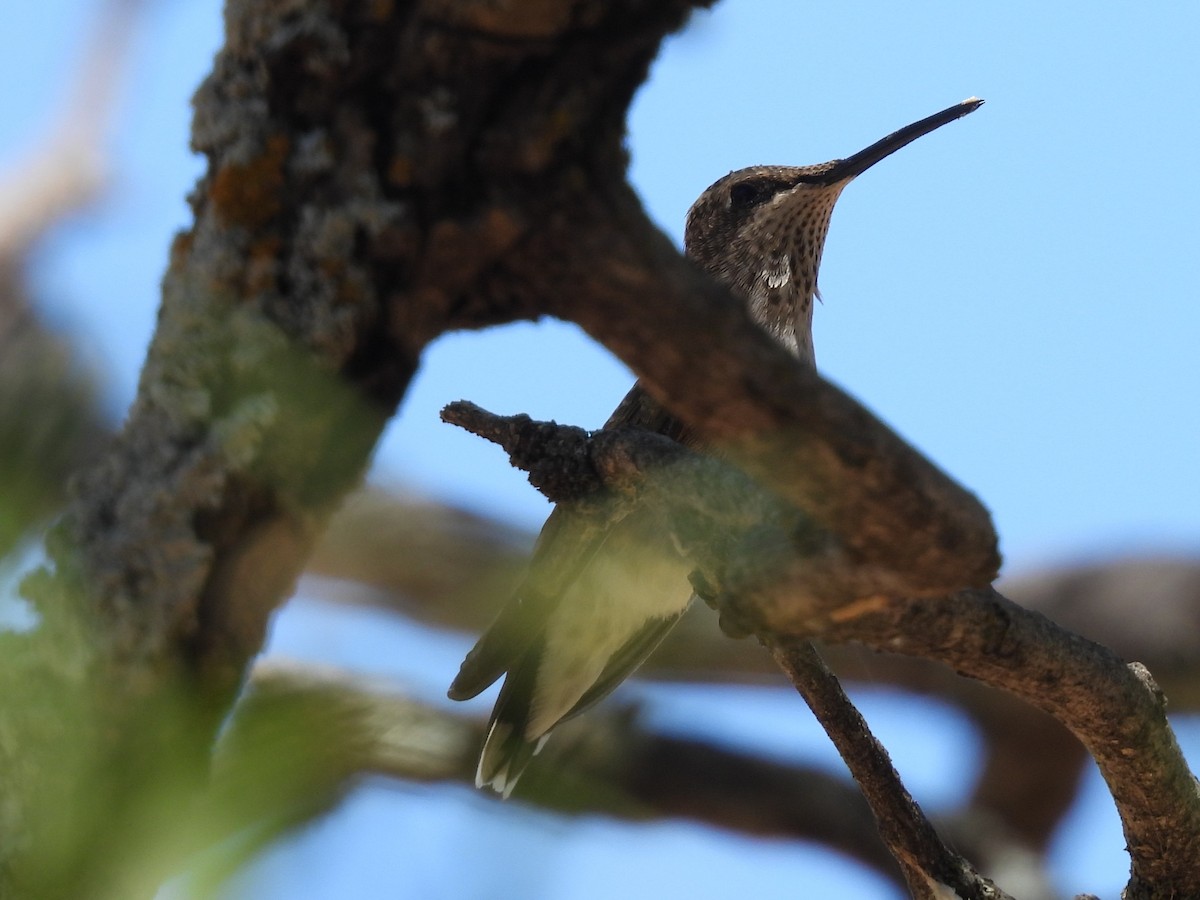 Black-chinned Hummingbird - ML638245662
