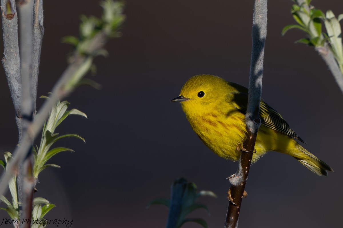 Yellow Warbler - ML638245671