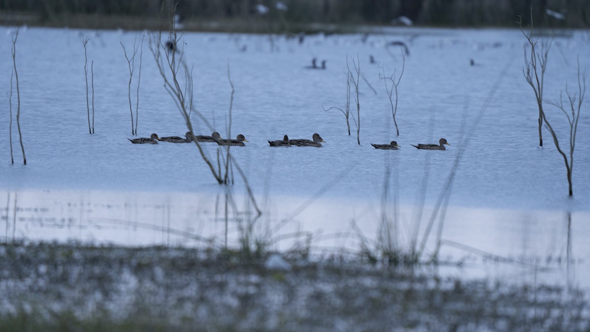 Yellow-billed Pintail - ML638245672