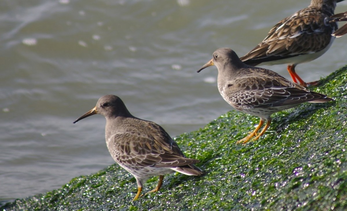 Purple Sandpiper - ML638245678