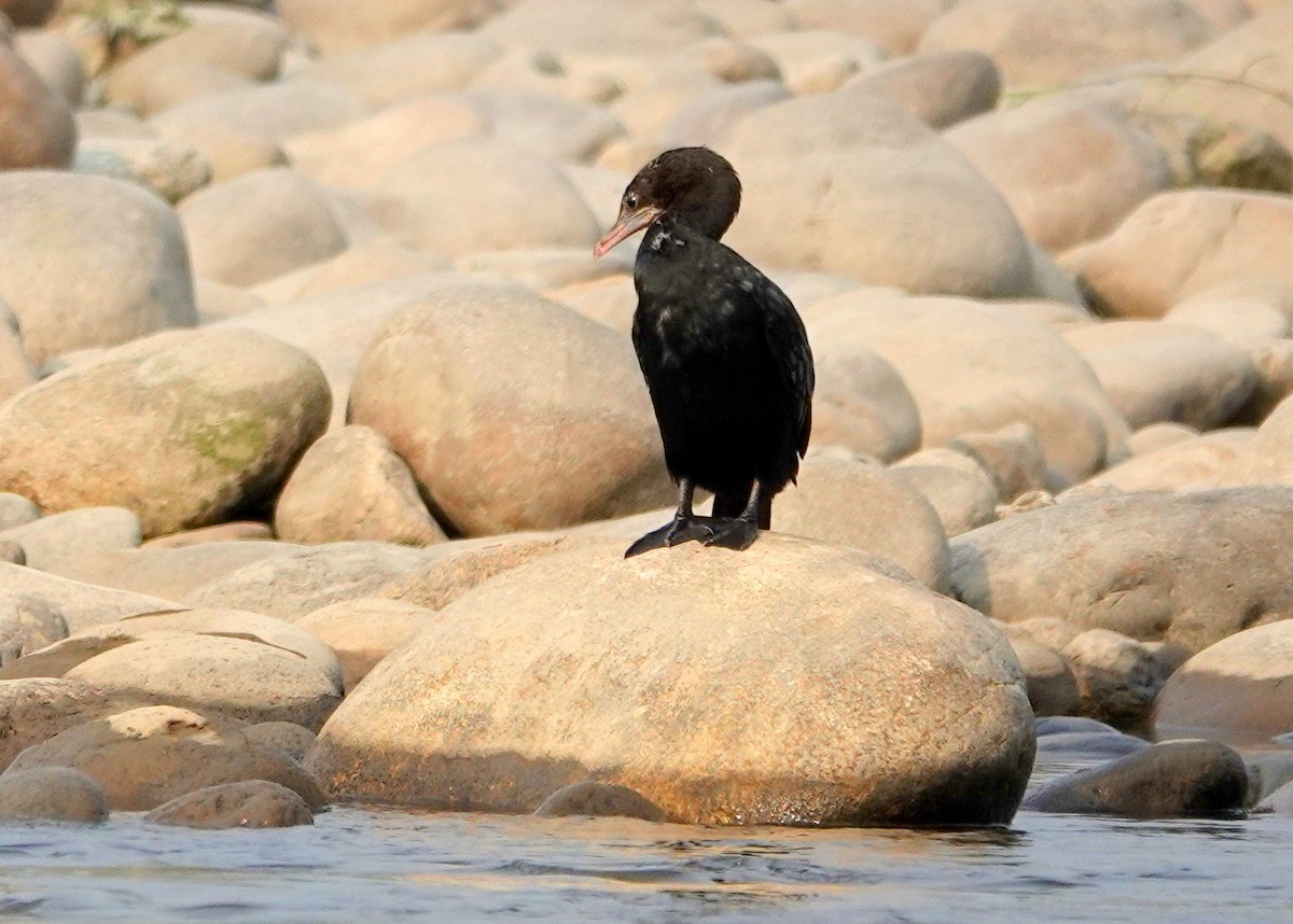 Little Cormorant - ML638245680