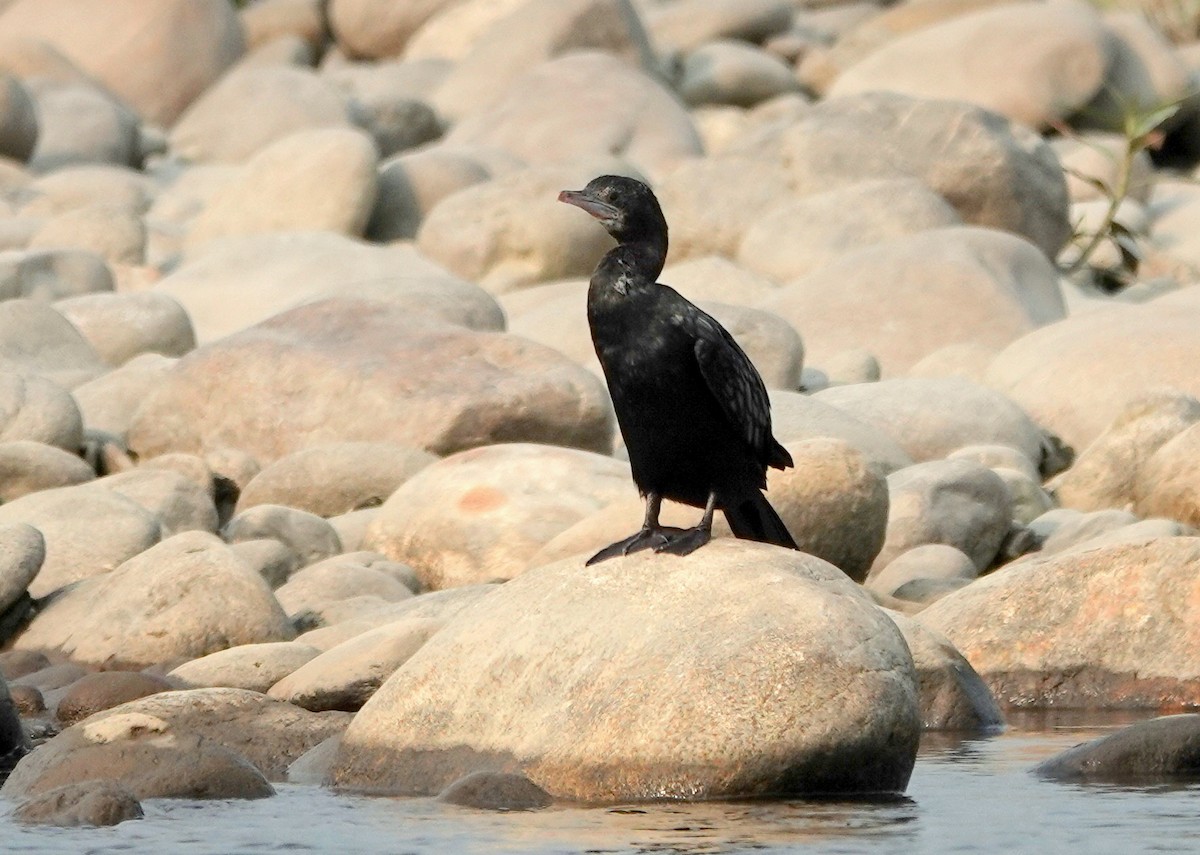 Little Cormorant - ML638245681