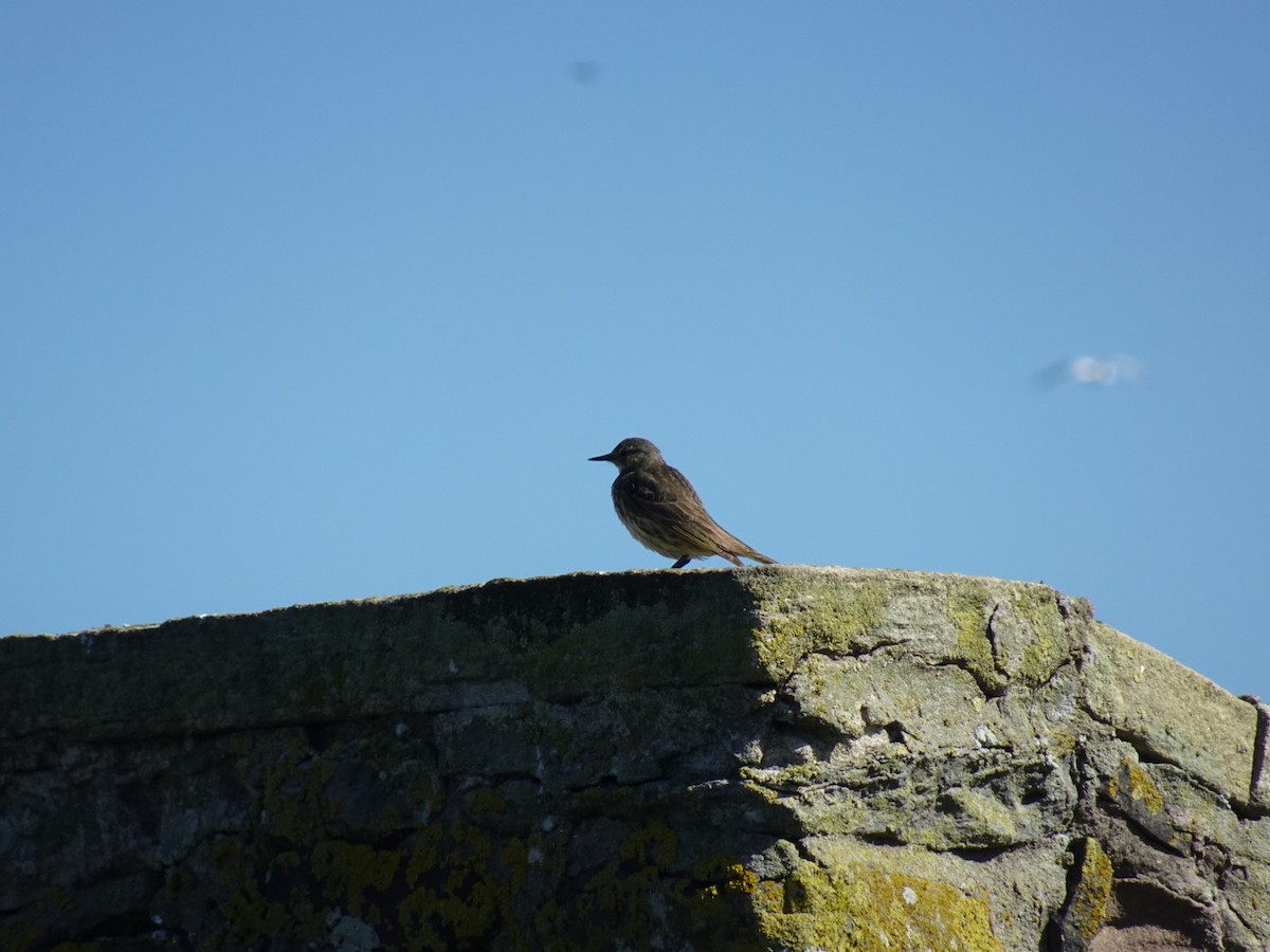Rock Pipit - ML638245690