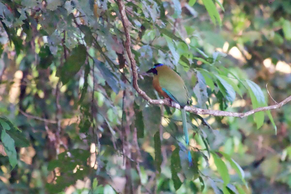 Whooping Motmot - ML638245691