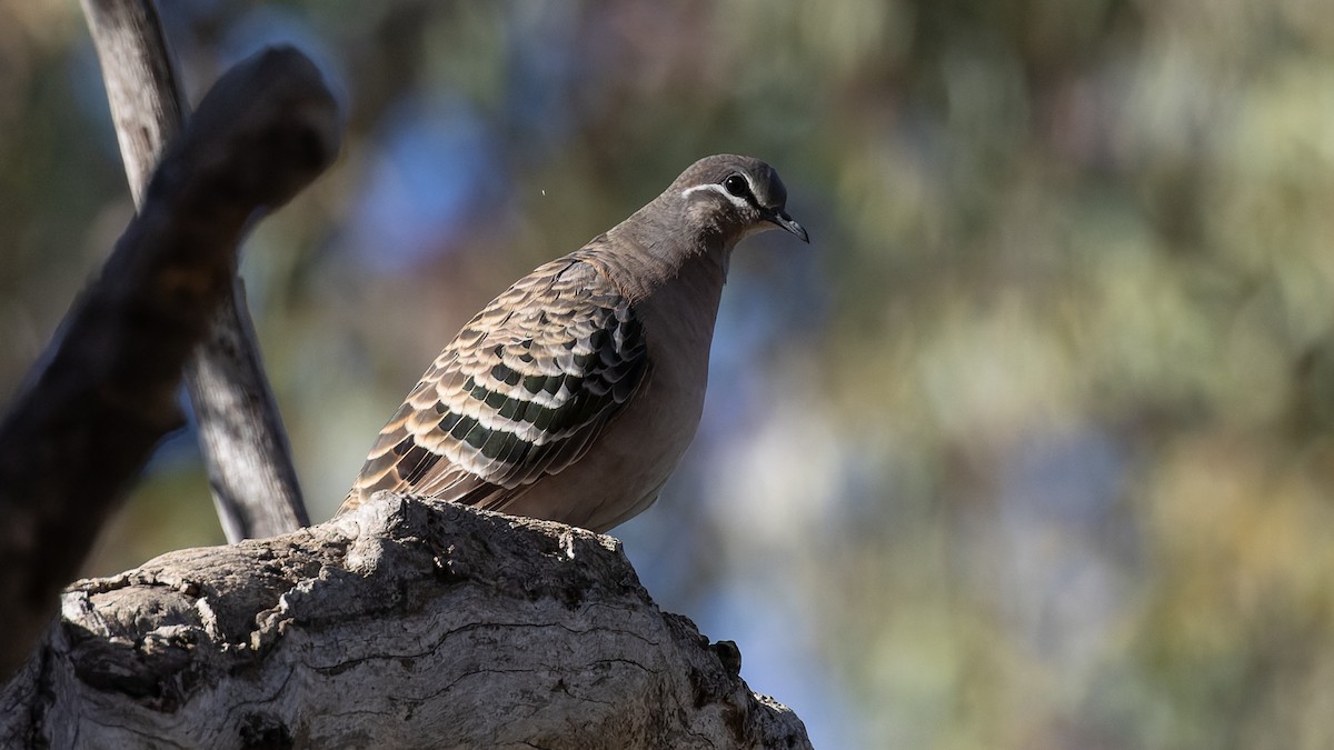 Common Bronzewing - ML638245738