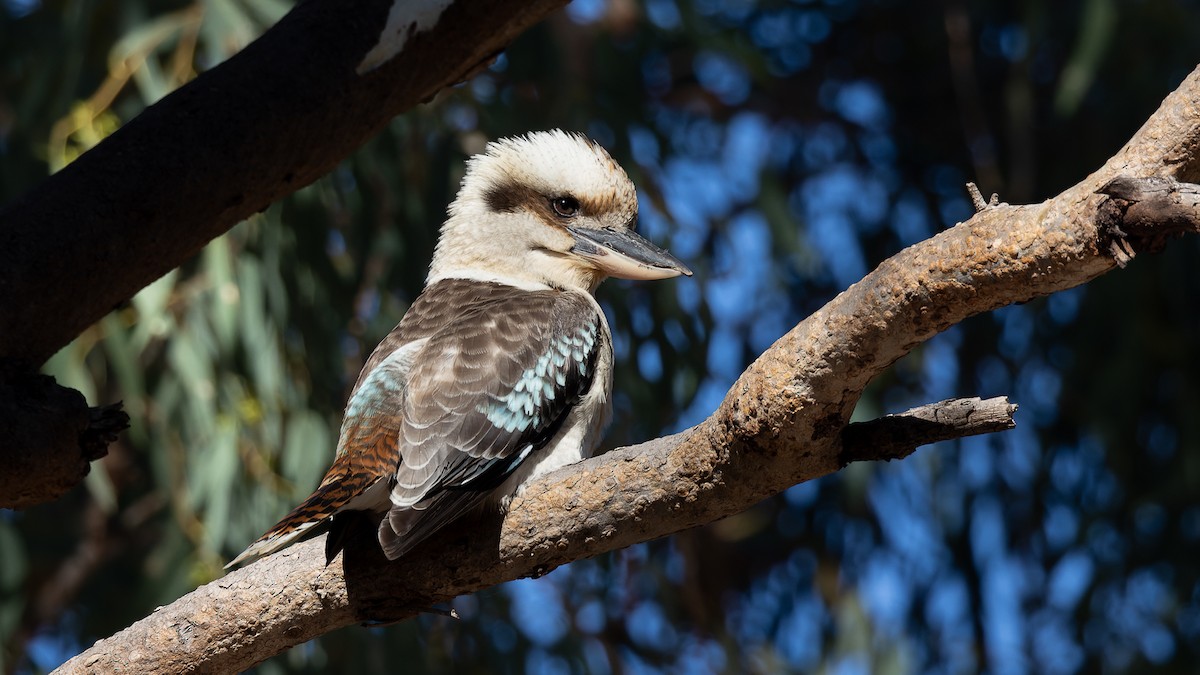 Laughing Kookaburra - ML638245744