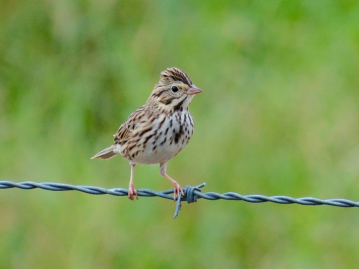 Savannah Sparrow - ML638245745