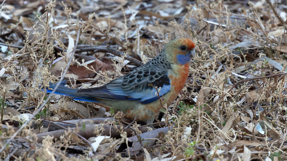 Crimson Rosella - ML638245748